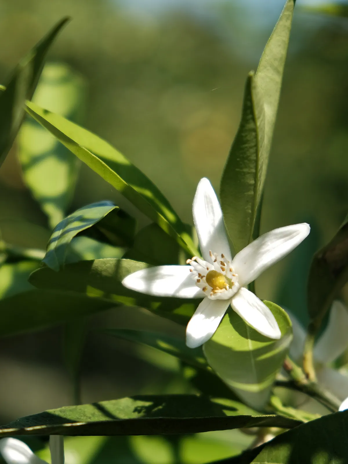 DSCF3228-L.webp